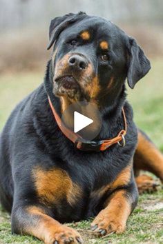 a black and brown dog laying in the grass