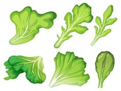 green lettuce leaves on white background