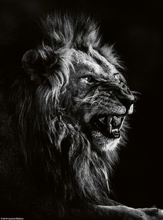 a black and white photo of a lion with its mouth open