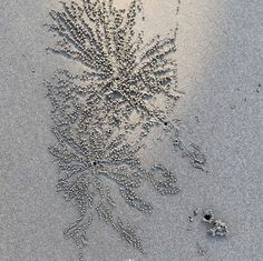 the sand is covered with small balls and shells as if it were made from seaweed