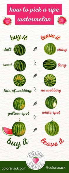 how to pick a ripe watermelon from the garden info graphic by colorsnack