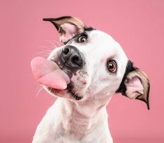 a white and black dog sticking its tongue out to the side on a pink background