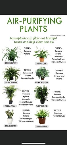 the houseplants and their uses for air purifying plants are shown in this poster