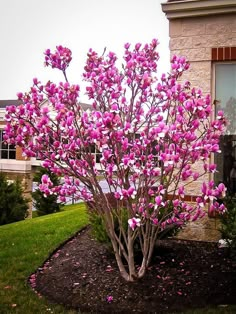 a tree with pink flowers in front of a building