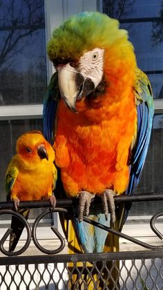 two colorful parrots sitting on top of a metal bar next to each other in front of a window