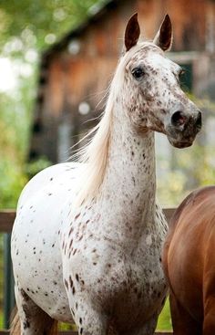 two horses standing next to each other near a fence