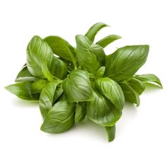 fresh basil leaves on white background