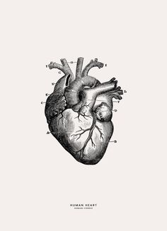 the human heart is shown in black and white