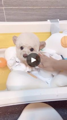 a small white dog sitting in a bath tub