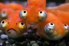 two orange fish with googly eyes looking at the camera