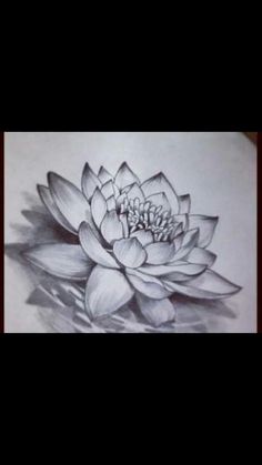 a drawing of a lotus flower on paper with water in the foreground and text that reads, i am not sure what this is