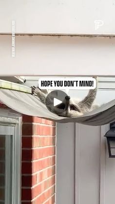 1.5M views · 48K reactions | Racoon Feeling Tired Sleeping Outside The House | This Raccoon is super cheeky! | By Pubity | Facebook