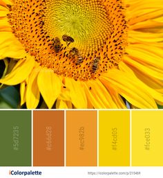 a sunflower with yellow petals and green leaves in the center, surrounded by color palettes