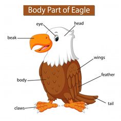 an eagle labeled in the body parts on a white background royaltyvectorosk