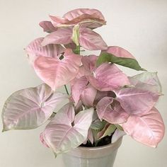 a potted plant with pink and white leaves