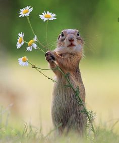 a groundhog holding flowers in it's mouth while standing on its hind legs