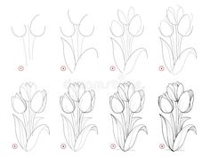 how to draw tulips step by step