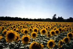 a large field of sunflowers with trees in the background