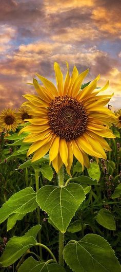 a large sunflower standing in the middle of a field