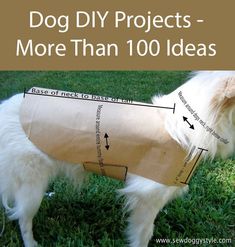 a dog wearing a paper bag on its back with the words dogs diy projects - more than 100 ideas