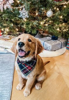 a brown dog wearing a plaid bandana sitting in front of a christmas tree with presents