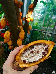 a person holding up a piece of food in front of a tree filled with bananas