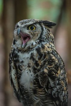 an owl with its mouth open standing in the woods