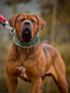 a large brown dog standing on top of a dirt road