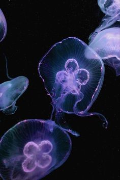 several purple jellyfish floating in the water