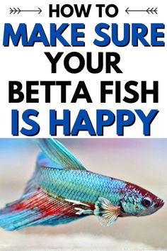 How To Make a Betta Fish Happy Betta Fish Accessories, Animal Farming, Fish Ideas, Betta Aquarium, Betta Fish Care, Betta Fish Tank, Beta Fish, Fish Supplies, Fish Care