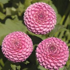 three pink flowers with green leaves in the background