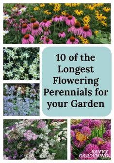 flowers with the title'10 of the largest flowering perennials for your garden '