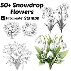 some flowers that are drawn in pencil and watercolor on white paper with the words 50 + snowdrop flowers procreate stamps