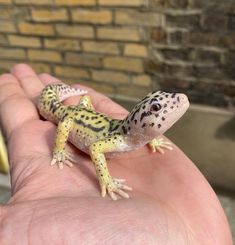 a small gecko is sitting on someone's hand