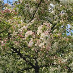 an apple tree with white and pink flowers