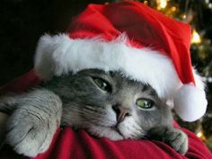 a cat wearing a santa hat laying on top of a person's chest in front of a christmas tree