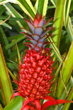 a pineapple plant with red flowers and green leaves