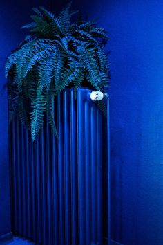 a blue room with a plant on the radiator