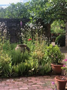 an outdoor garden with potted plants and flowers