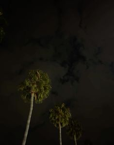 three palm trees in front of a cloudy night sky