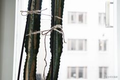 two tall green cactus plants in front of a window with white buildings behind them and rope wrapped around the stems