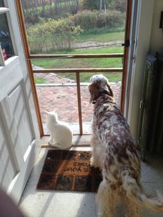 a dog and cat looking out the front door