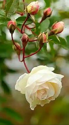 a white rose blooming on a tree branch