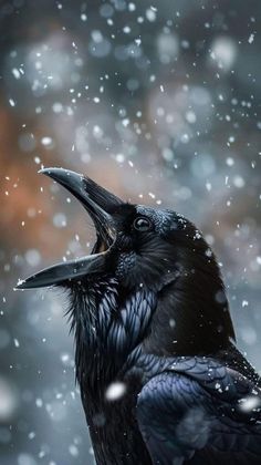 a black bird with it's beak open in the snow