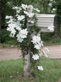 a mailbox covered in white flowers next to a road