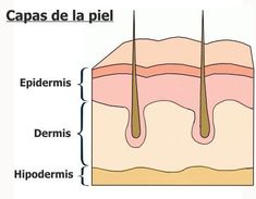 the layers of skin are labeled in three different languages, including capas de la piel and epiderris