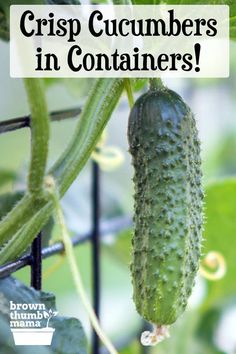 cucumbers growing on the vine with text overlay that reads, crisp cucumbers in containers