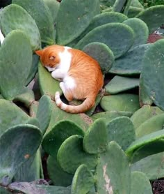 an orange and white cat laying on top of a green plant