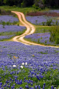 a dirt road in the middle of a field full of blue flowers