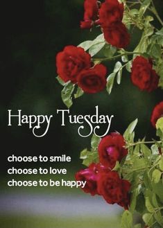 a bunch of red roses with the words happy tuesday